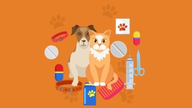 Consultation vétérinaire